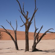 Expenses: Africa